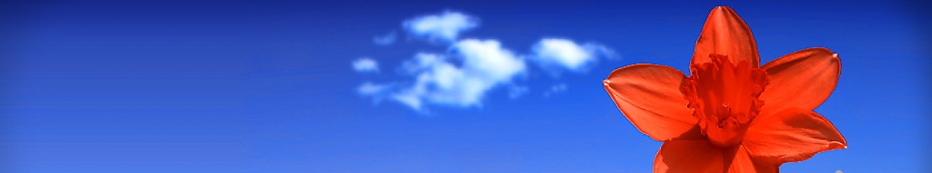 Flower site cropped-red-flower-site-header